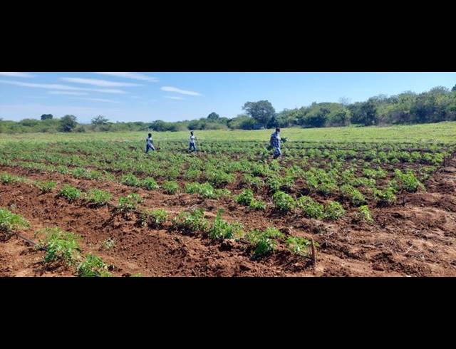 FARM FOR SALE IN MANGONDI